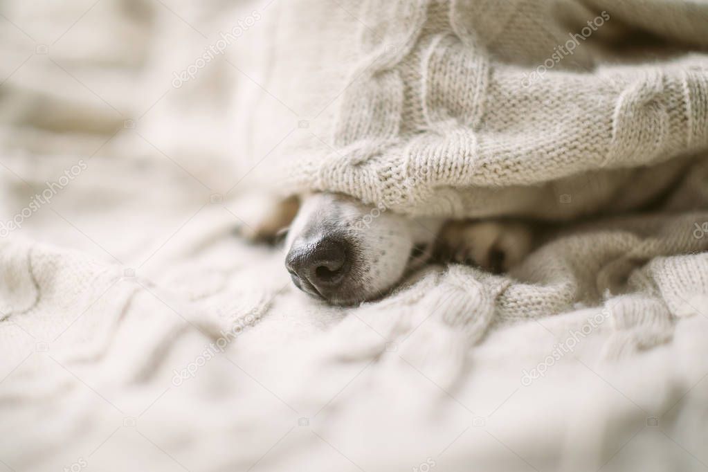 Dog nose under the blanket. sick ill flu dog nose in bed. Cozy home recovering