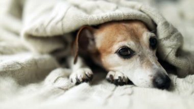 Battaniyenin altında Dreamy düşünceli rahat üzgün köpek bakmak. Güzel sevimli köpek yüzü. Küçük yavruyu napping. Video görüntüleri
