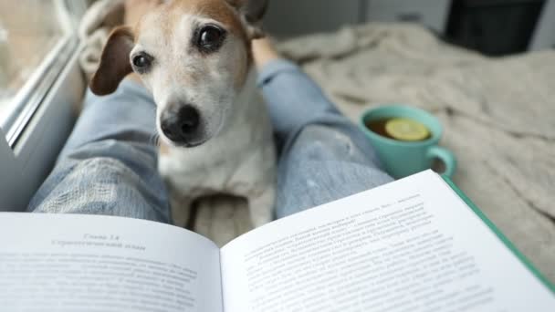 Hund og bog. Perfest afslappet hyggelig weekend. Varm te og interessant bog. Perfekt nedkølende øjeblik. Videoer – Stock-video