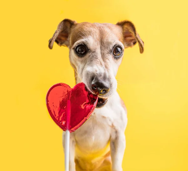 Perro comer corazón en forma de caramelo lollipop rojo. Graciosa mascota. fondo amarillo. mirada culpable —  Fotos de Stock