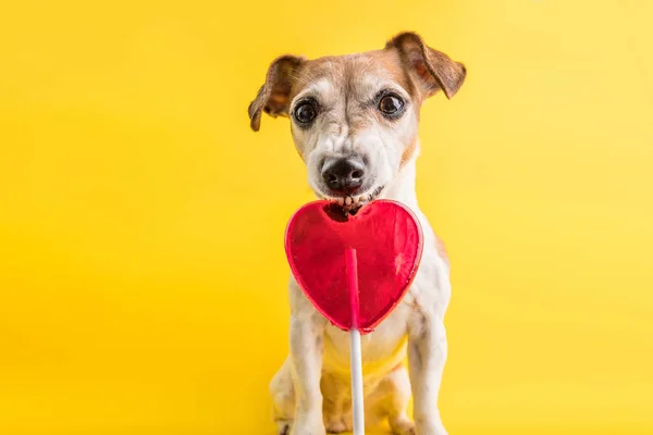 Dulces comiendo perro divertido sobre fondo amarillo brillante. Piruleta de caramelo rojo en forma de Hert . —  Fotos de Stock