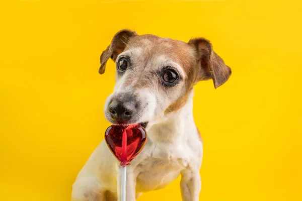 明るい黄色の背景に面白い犬を食べるお菓子。Hert 形の赤いキャンディーロリポップ。甘い歯のペット — ストック写真