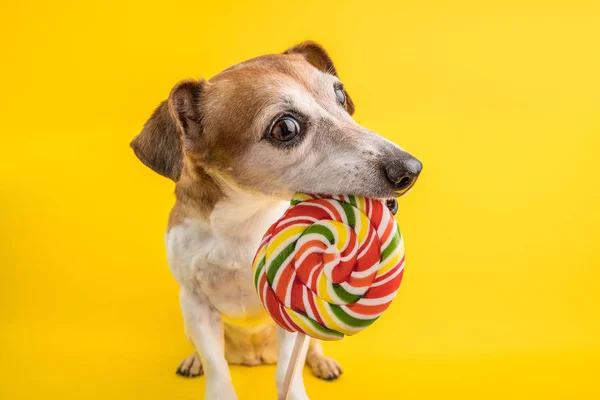 Divertido perro comiendo colorido piruleta espiral sobre fondo amarillo . —  Fotos de Stock