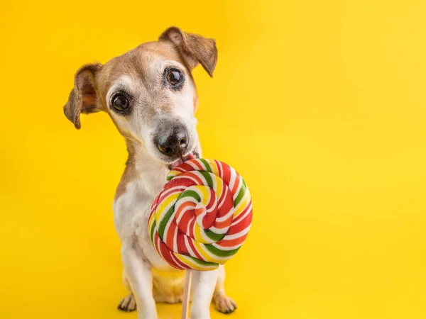 Adorable perro Jack Russell terrier lamiendo caramelos de piruleta espiral colorido. mascota de diente dulce —  Fotos de Stock