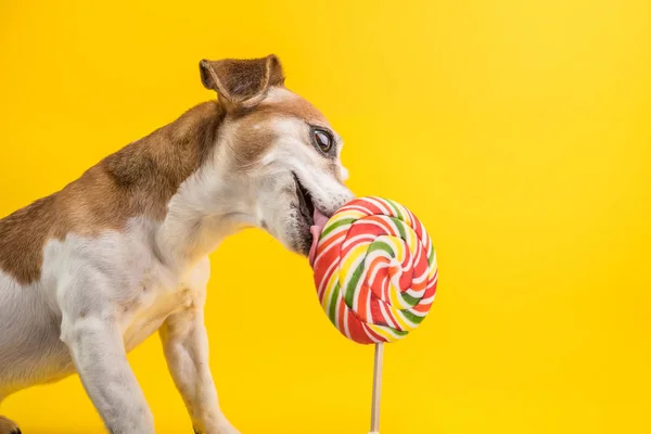 Entzückender Hund Jack Russell Terrier leckt bunte Spirallutscher-Bonbons. Naschkatze. gelber heller Hintergrund — Stockfoto