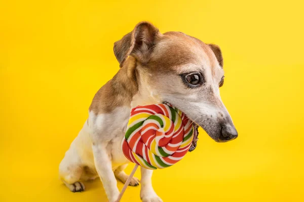 Perro goloso. con apetito y placer comiendo un caramelo. roer caramelos cara de perro divertido. Fondo amarillo —  Fotos de Stock