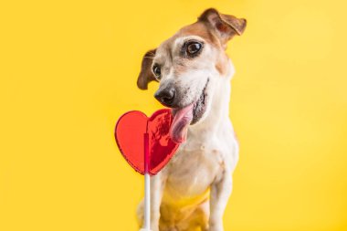 Adorable dog enjoinh sweet candy. Heart shaped lollipop. Heartbreaker. LIcking sweets small pet. Yellow background clipart