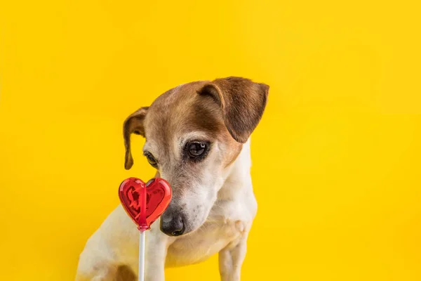 Lindo perro pequeño es curioso y confuso mirando dulces dulces. Lucha contra la seducción tentación. Reglas de dieta . —  Fotos de Stock