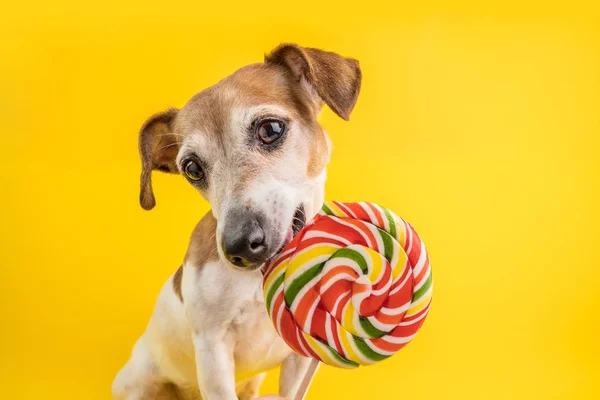 Αξιολάτρευτο σκυλί τρώει γλυκό καραμέλα πολύχρωμο σπειροειδές γλειφιτζούρι. Χαριτωμένα μάτια κατοικίδιων. Κίτρινο φόντο. Φωτογραφίες υγιούς τρόπου ζωής — Φωτογραφία Αρχείου