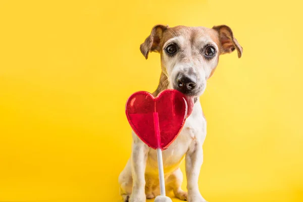 Cara de perro divertido lamiendo dulces dulces. Símbolo rojo del corazón. Amor romántico. Fondo amarillo — Foto de Stock
