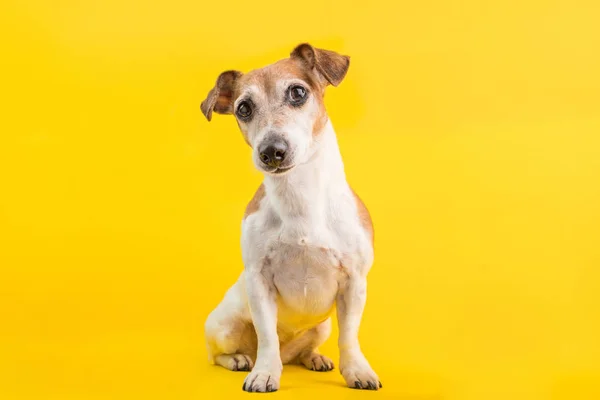 Sarı arka planda tam uzunlukta sevimli köpek portre — Stok fotoğraf