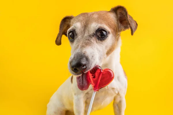 赤いハートのキャンディを食べて面白いかわいい犬。犬の食事に。黄色の背景 — ストック写真