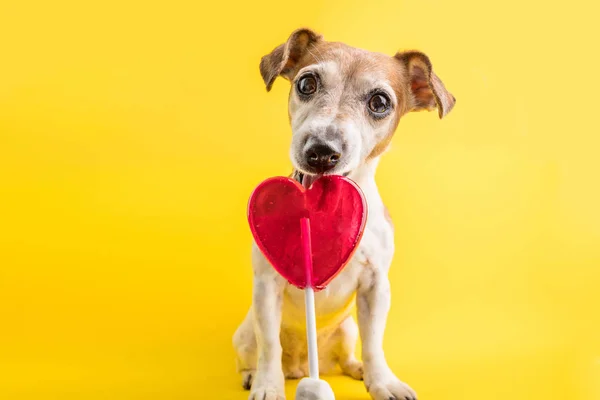 Heart simbol shaped candy licking dog. Sweets lover pet. Diet. Yellow background — Stock Photo, Image