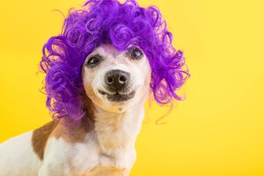 Şaşkın köpek yüzü. garip komik gülümseme. Kıvırcık Lila peruk sarı arka plan