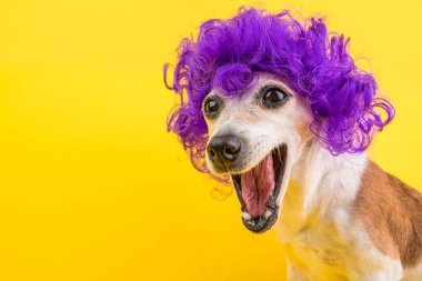 Lila kıvırcık peruk sürpriz köpek yüzü. Sarı parlak arka plan. Duygusal Pet namlu.