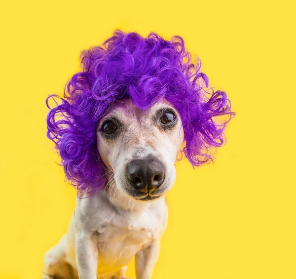 Adorable retrato divertido perro con nariz grande y peluca lila violeta. Fondo amarillo . —  Fotos de Stock