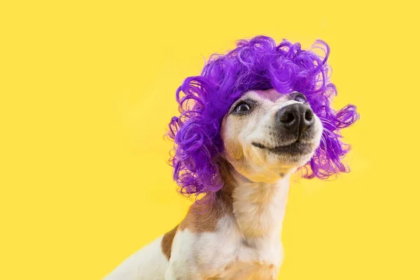 Adorable retrato de perro sonriente en peluca rizada violeta. Fondo amarillo brillante. Emociones positivas . —  Fotos de Stock