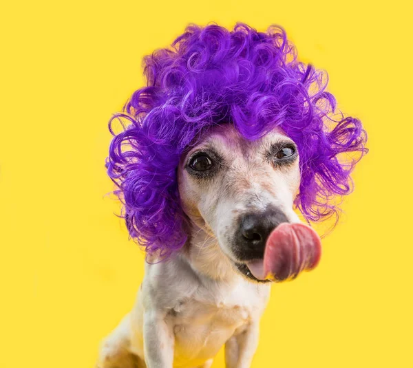 Ciesząc się traktować jedzenie lizanie zabawny pies w modny liliowy peruka. Żółte tło. Seria skandaliczne Zdjęcia stylu — Zdjęcie stockowe