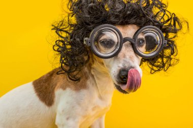 Siyah kıvırcık peruk ve gözlük akıllı Profesör nerd köpek portre. Ağzı yalama. Komik hayvan. Sarı arka plan