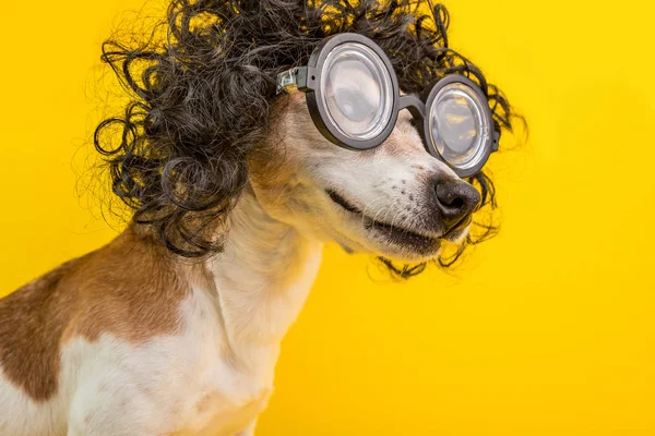 Professor sorridente Retrato de cão nerd inteligente em peruca encaracolada preta e óculos. Que animal engraçado. Fundo amarelo — Fotografia de Stock