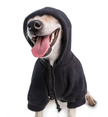 Gülümseyen komik gangster köpek olarak siyah hoodie jumper. Beyaz arka plan