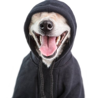 Çok güzel gülen hoodie köpek muzle. büyüleyici gangster evde beslenen hayvan yüz. Beyaz arka plan