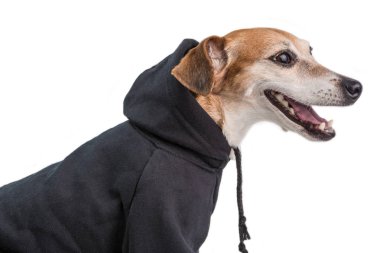Sevimli küçük köpek olarak siyah hoodie jumper. Beyaz arka plan. Rahat yaşam tarzı