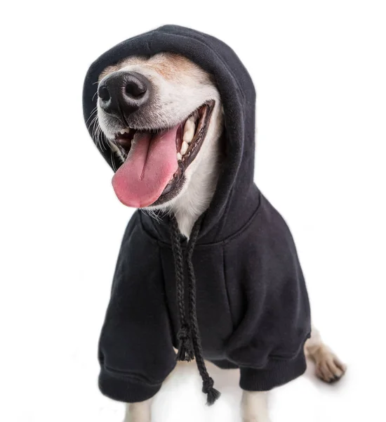 Uśmiechnięty pies śmieszne gangster w czarnym kapturem skoczek. Białe tło — Zdjęcie stockowe