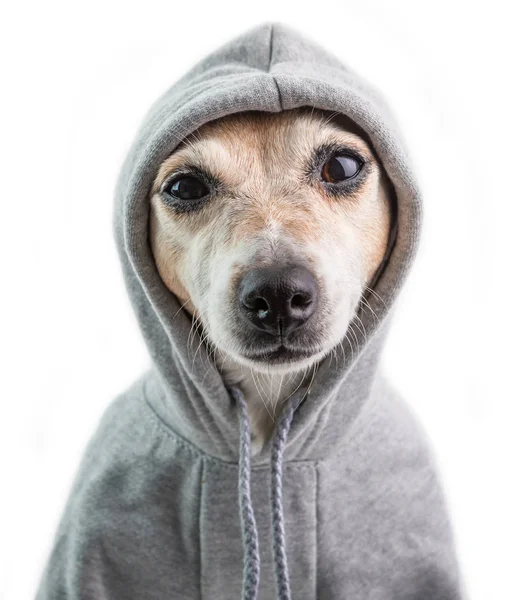 Um olhar sério e focado com desprezo. Cara de cão julgador impertinente no capuz. Humor calmo de cão engraçado. Fundo branco — Fotografia de Stock