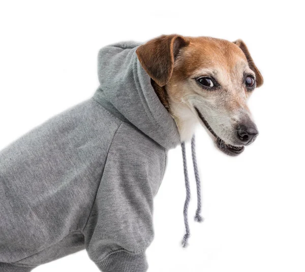 Hund im grauen Kapuzenpulli. lässiges Outfit. Lächelndes Gesicht. Seitenansicht. weißer Hintergrund — Stockfoto