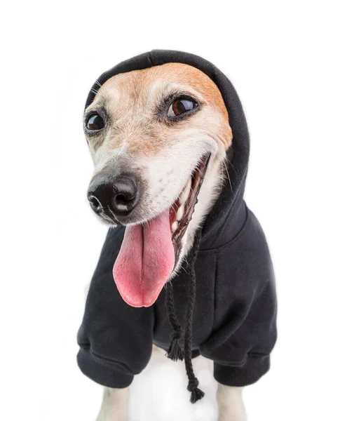 Sonrisa sarcástica de perro gracioso. Sudadera con capucha negra estilo rapero. Fondo blanco — Foto de Stock