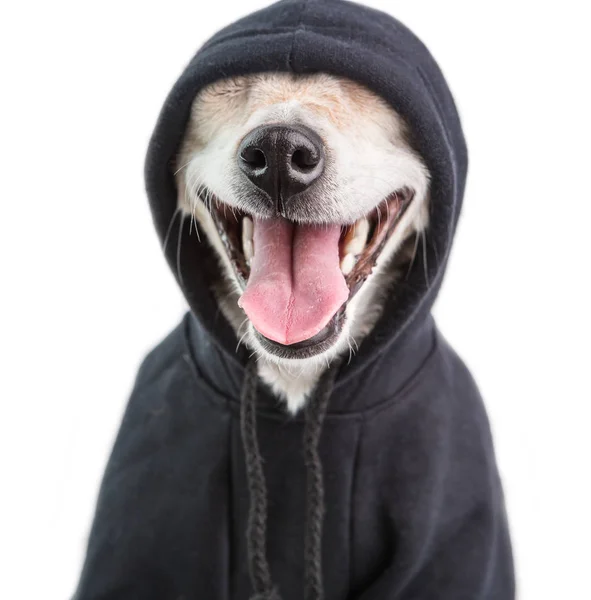 Schattig Smiling hoodie hond muzle. charmante gangster huisdier gezicht. Witte achtergrond — Stockfoto