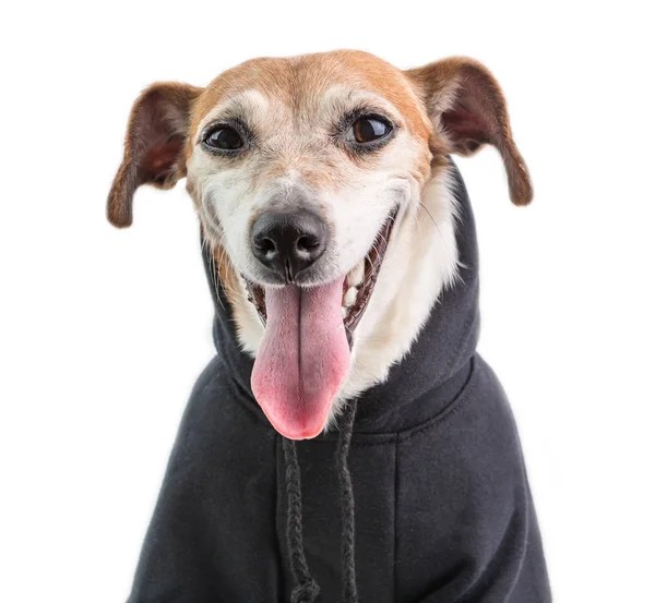 Een hond in zwarte trui hoodie glimlachen en op zoek naar jou. Cutie en hond. Witte achtergrond — Stockfoto