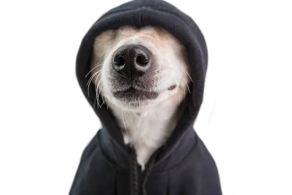 Αξιολάτρευτο σκυλί μύτη σε μαύρο hoodie. Αστείο πρόσωπο κατοικίδιο ζώο. Θετική cutie στυλ γκάνγκστερ. Λευκό φόντο. αστεία κατοικίδια. δύσπιστος ματιά — Φωτογραφία Αρχείου