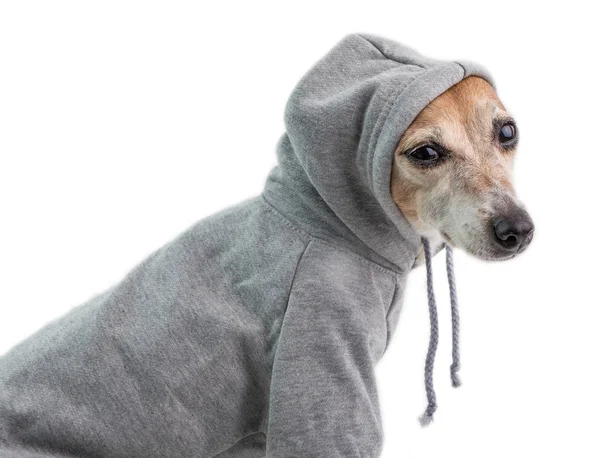 Cão de capuz cinzento. Roupas de desporto bonito para cães. Atitude de vida relaxada. Fundo branco — Fotografia de Stock