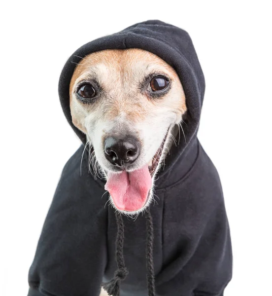 Feliz cão satisfeito vestindo capuz preto. Roupas de estilo Gangster. Fundo branco — Fotografia de Stock