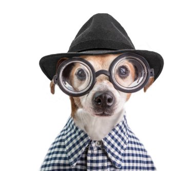 Komik şık şık moda köpek portre yuvarlak gözlük, siyah şapka ve kareli gömlek. Beyaz arka plan