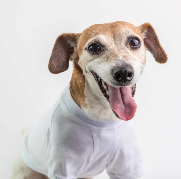 Smiling happy dog. Gray t-shirt. White background — Stock Photo, Image