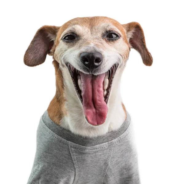 Hund i grå t-shirt med stor åben mund gabende sjov hund. Velkomstsmil. Hvid baggrund - Stock-foto
