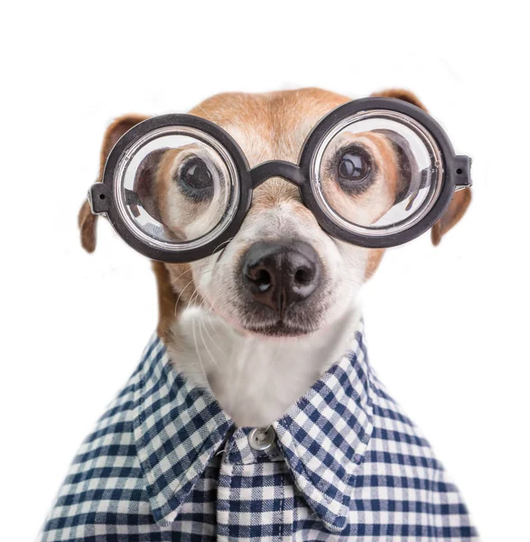 Funny nerd dog portrait in round glasses and checkered shirt. White background — Stock Photo, Image