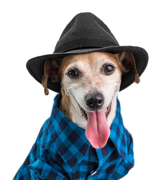 青いシャツと黒い帽子の流行に敏感な犬の肖像画。白背景 — ストック写真