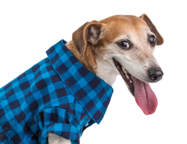Smiling hond in blauwe kleding. Grappige huisdier. Witte achtergrond — Stockfoto