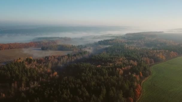 Kameran flyger över fält och skogar. är dimma vid horisonten i fjärran. Videofilmer — Stockvideo