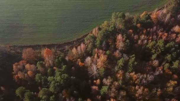 Hava kamera sonbahar ormandan alanlara taşır. Video görüntüleri — Stok video