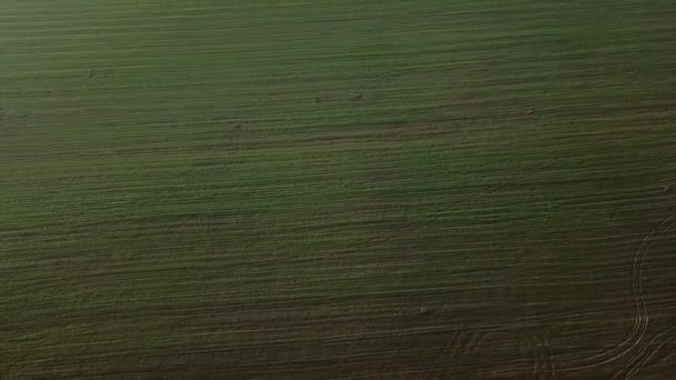 Die Kamera bewegt sich über ein landwirtschaftlich gestreiftes grünes Feld. Videoaufnahmen. Luftaufnahme von oben — Stockvideo
