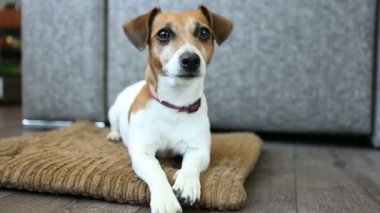 Sevimli küçük köpek germe ve bırakarak sonra yatakta yatıyordu. Video görüntüleri
