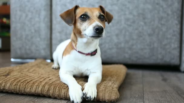 Schattige hond rustend op de flore op het kussen bed. Op zoek met aandacht. Ontspannen thuis sfeer. Videobeelden — Stockvideo