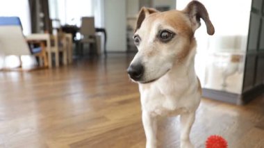 Köpek dikkatlice dinler, uzağa bakar ve sonra yaprakları. Yaşayan aile alanı, arka planda mutfak. Doğal gün ışığı. Video görüntüleri