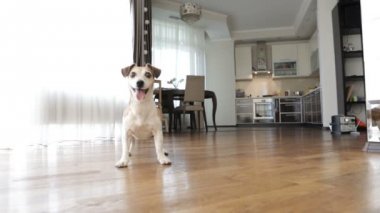 sevimli küçük köpek oturma odasında oynuyor. Video görüntüleri. Güneşli gün hafta sonu oyun ile PET