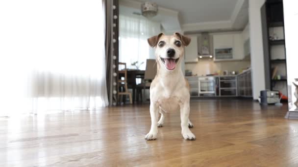 Godny podziwu mały pies Jack Russell Terrier taniec skoki chcesz grać. podekscytowany niecierpliwością. Aktywny szalony przyjaciel zwierzę działa na czerwoną piłkę. Nagrania wideo. Granie w środku — Wideo stockowe